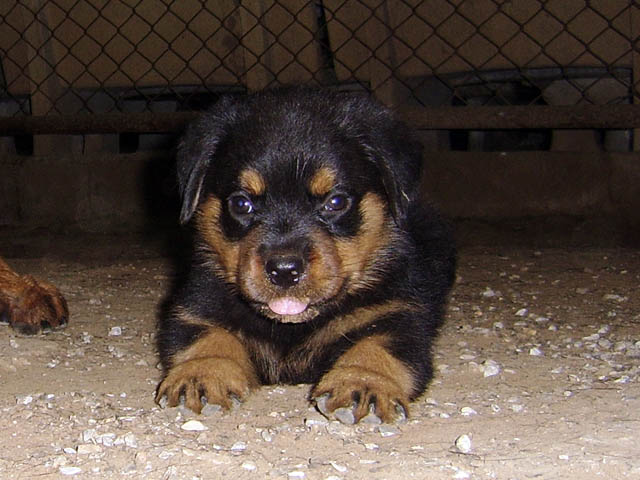 ขาย ลูก ร็อตไวเลอร์ (rottweiler) สายพันธุ์แท้ รับประกันคุณภาพ จากฟาร์มเอง มีประกัน รูปที่ 3