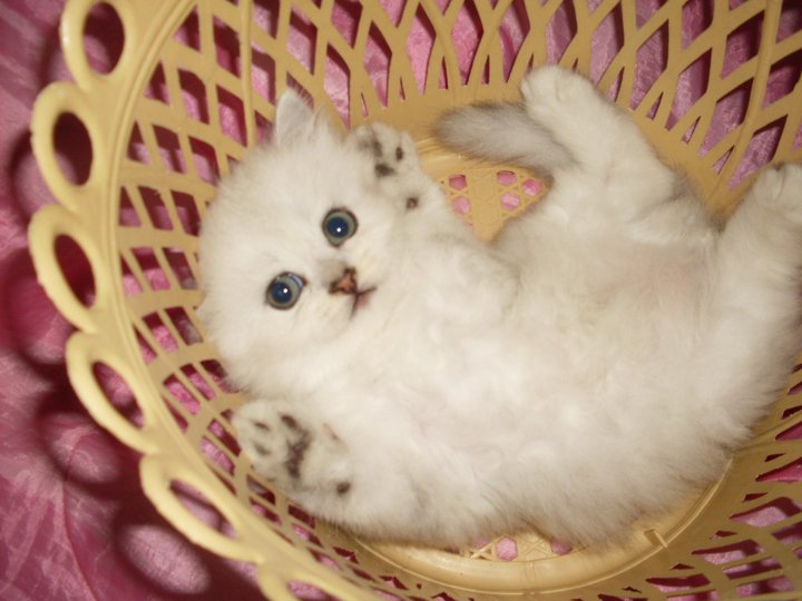 เปิดจองน้องแมวชิลซิล่า รูปที่ 2