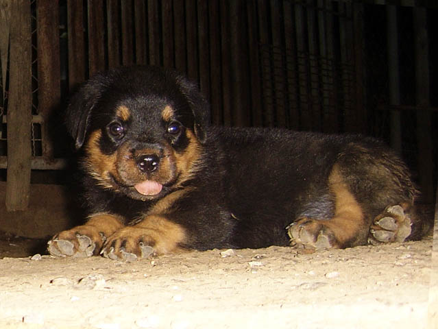ขาย ลูก ร็อตไวเลอร์ (rottweiler) สายพันธุ์แท้ รับประกันคุณภาพ จากฟาร์มเอง มีประกัน รูปที่ 2