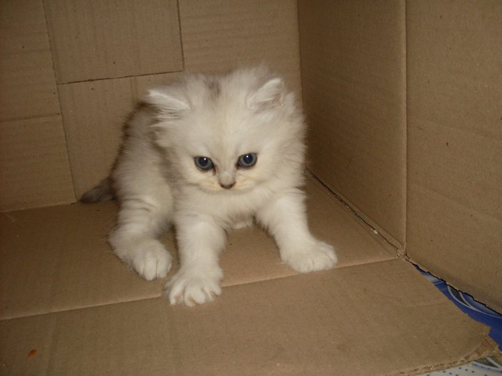 เปิดจองน้องแมวชิลซิล่า รูปที่ 5