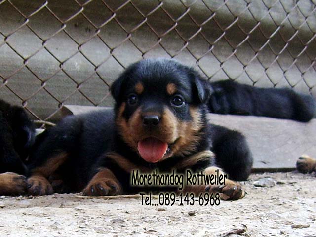 ขาย ลูก ร็อตไวเลอร์ (rottweiler) สายพันธุ์แท้ รับประกันคุณภาพ จากฟาร์มเอง มีประกัน รูปที่ 5