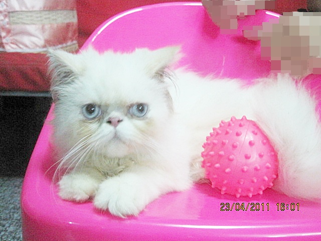 น้องเหมียวน่ารัก รูปที่ 6