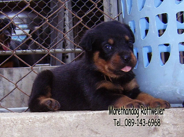 ขาย ลูก ร็อตไวเลอร์ (rottweiler) สายพันธุ์แท้ รับประกันคุณภาพ จากฟาร์มเอง มีประกัน รูปที่ 6