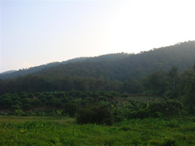 สวนผลไม้ 80 ไร่กับธรรมชาติเชียงใหม่(Orchard of 80 rai in Chiang Mai with nature) รูปที่ 4