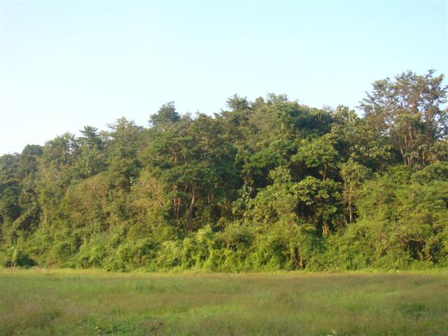 สวนผลไม้ 80 ไร่กับธรรมชาติเชียงใหม่(Orchard of 80 rai in Chiang Mai with nature) รูปที่ 3