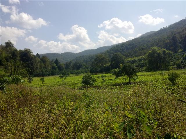 สวนผลไม้ 80 ไร่กับธรรมชาติเชียงใหม่(Orchard of 80 rai in Chiang Mai with nature) รูปที่ 7