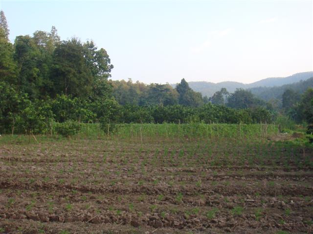 สวนผลไม้ 80 ไร่กับธรรมชาติเชียงใหม่(Orchard of 80 rai in Chiang Mai with nature) รูปที่ 6