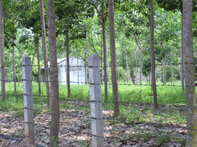 ที่ดินสวนผสม เชียงราย(Mixed Land Chiang Rai) รูปที่ 4