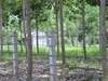 รูปย่อ ที่ดินสวนผสม เชียงราย(Mixed Land Chiang Rai) รูปที่4