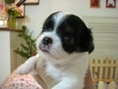 BABY CHIHUAHUA เปิดจองค่ะ ชิวาวาตัวจิ๋ว ดญ.4 ดช. 2 พันธุ์แท้ หัวโต หน้าสั้น น่ารักสุด สุด