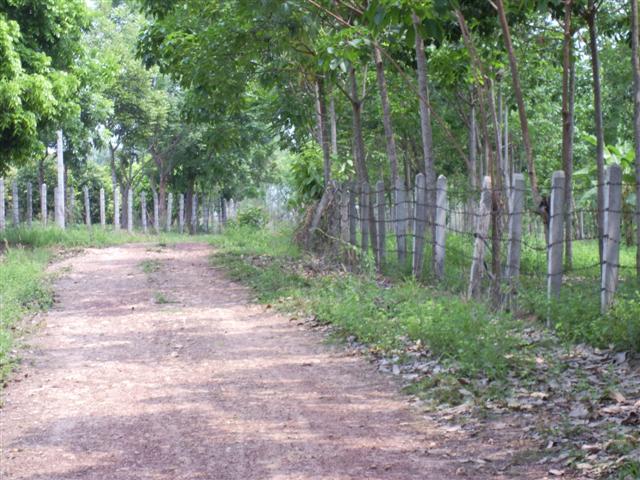 ที่ดินสวนผสม เชียงราย(Mixed Land Chiang Rai) รูปที่ 7