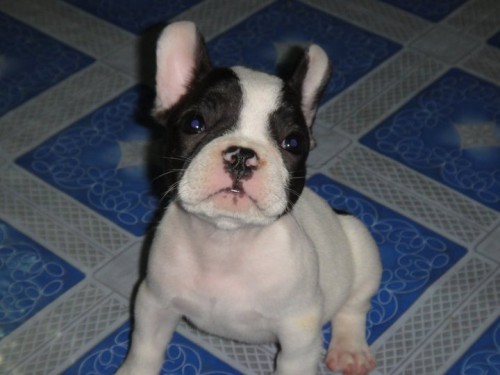 ขายลูก french bulldog เพศผู้มาร์คกิ้งสวยๆ รูปที่ 1