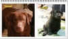 รูปย่อ ลูกสุนัขลาบราดอร์ สายเลือดดีๆ มีดีกรีสายเลือดแชมป์ค่ะLabrador Retriever puppy labrador  ลูกสุนัขลาบราดอร์สำหรับท่ รูปที่4