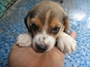 รูปย่อ ขายลูกสุนัขบีเกิ้ล Beagle ตัวผู้ 5 ตัวเมีย 1 รูปที่6