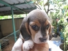 รูปย่อ ขายลูกสุนัขบีเกิ้ล Beagle ตัวผู้ 5 ตัวเมีย 1 รูปที่4