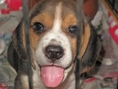 ขายลูกสุนัขบีเกิ้ล Beagle ตัวผู้ 5 ตัวเมีย 1
