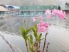 รูปย่อ แพวิมานลอยน้ำรีสอร์ท อยู่ในทะเลสาบเขื่อนศรีนครินทร์ กาญจนบุรี รูปที่3
