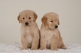 ฟาร์ม สุนัข ,ไซบีเรียน ฮัสกี้ ,โกลเด้น รีทรีฟเวอร์,บีเกิ้ลwww.grandcrossclub.com