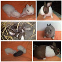 ขายกระต่ายราคาถูก รูปที่ 1