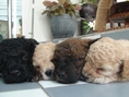 ขายลูกหมาพุดเดิ้ล 2 เดือน ราคาถูก พร้อมจัดส่ง 
                        ...