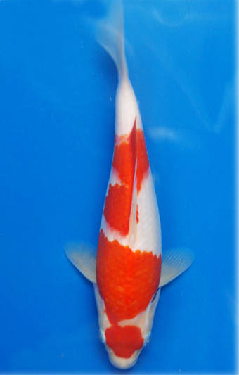 ขายปลาคาร์ฟ สายพันธุ์ โคฮากุ ซันเก้ โชวา ชมได้ที่  koi-koi-carp.com ครับ รูปที่ 1