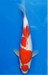 รูปย่อ ขายปลาคาร์ฟ สายพันธุ์ โคฮากุ ซันเก้ โชวา ชมได้ที่  koi-koi-carp.com ครับ รูปที่1