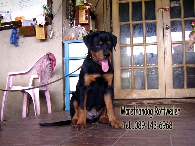 ขาย ลูกร็อตไวเลอร์(rottweiler) วัย3 เดือน สายเลือดแท้ จากฟาร์ม รูปที่ 6
