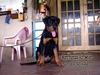 รูปย่อ ขาย ลูกร็อตไวเลอร์(rottweiler) วัย3 เดือน สายเลือดแท้ จากฟาร์ม รูปที่6