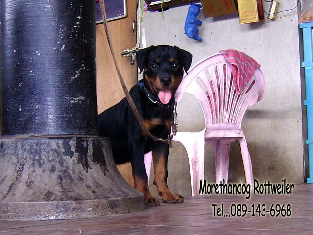 ขาย ลูกร็อตไวเลอร์(rottweiler) วัย3 เดือน สายเลือดแท้ จากฟาร์ม รูปที่ 5