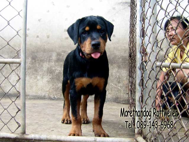 ขาย ลูกร็อตไวเลอร์(rottweiler) วัย3 เดือน สายเลือดแท้ จากฟาร์ม รูปที่ 4