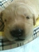 รูปย่อ ขายลูกสุนัขโกลเด้นแท้ 100% รูปที่4