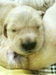 รูปย่อ ขายลูกสุนัขโกลเด้นแท้ 100% รูปที่5
