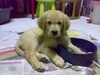 รูปย่อ ขายลูกสุนัขโกลเด้นแท้ 100% รูปที่3
