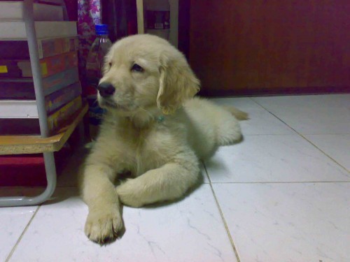 ขายลูกสุนัขโกลเด้นแท้ 100% รูปที่ 1