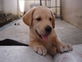 ขายลูกสุนัข หมา ลาบราดอร์ สายพันธุ์ดี มีใบเพ็ด 6000