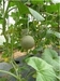 รูปย่อ จำหน่ายเมล็ดพันธุ์ เมล่อนญี่ปุ่น(net melon) รูปที่4