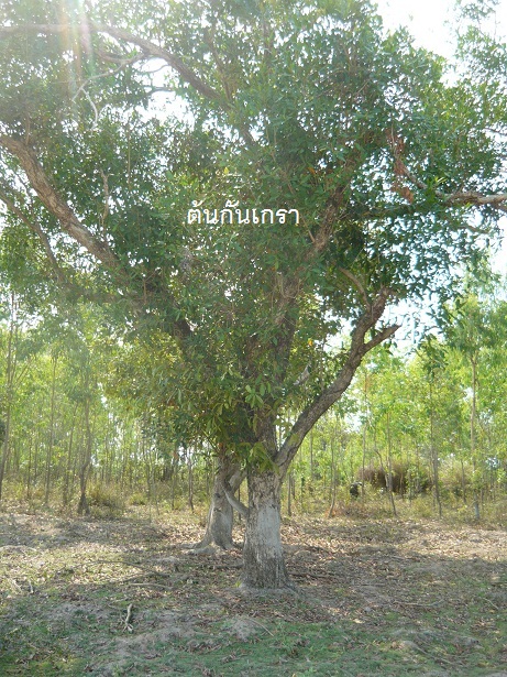 ต้องการขายต้นกันเกราขนาดคนโอบในที่ดินหลายต้น รูปที่ 6