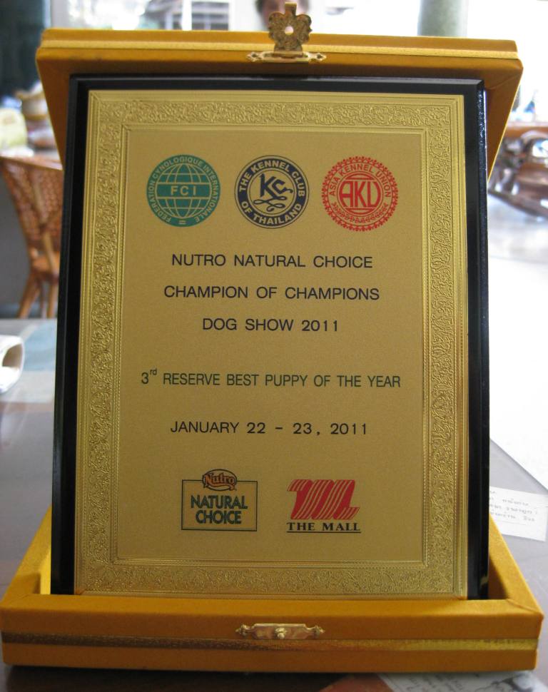 \ ขายสุนัขไทยหลังอานคุณภาพเยี่ยม สายเลือดแชมป์ การันตีด้วยรางวัลต่างๆ // รูปที่ 1