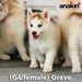 รูปย่อ Anakin Siberians เปิดจอง ลูกสุนัข ไซบีเรียน ฮัสกี้ เพศเมีย สีเทา-ขาว และ ไลท์เรด เกรด Show Quality รูปที่2