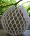รูปย่อ จำหน่ายเมล็ดพันธุ์ เมล่อนญี่ปุ่น(net melon) รูปที่5