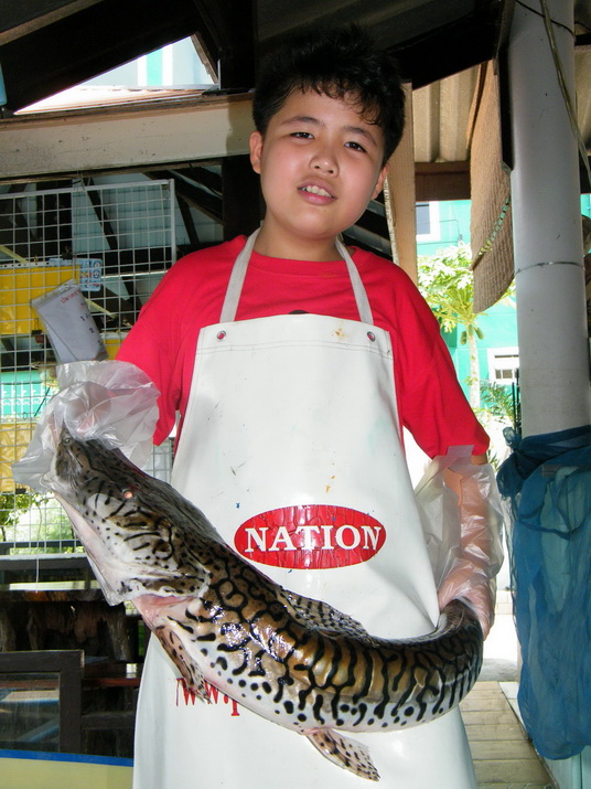 จำหน่ายพันธุ์ปลา ฮอร์โมนแปลงเพศปลา สุปรีเฟกส์ ปลาปล่อยทำบุญ ด่วนปล่อยช่อนอเมซอลมี4ตัวเลือกได้เลยครับ1.20เมตร-1.80เมตร รูปที่ 4