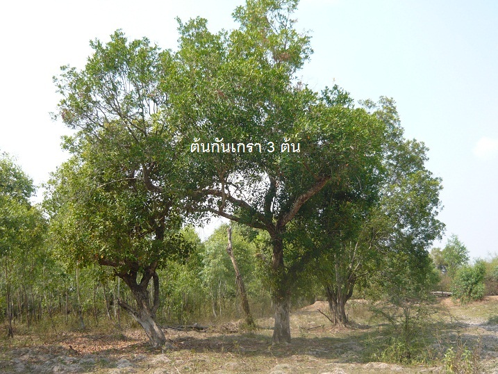 ต้องการขายต้นกันเกราขนาดคนโอบในที่ดินหลายต้น รูปที่ 5