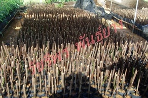 ขายกล้ายางตาเขียว RIMM 600 รูปที่ 6