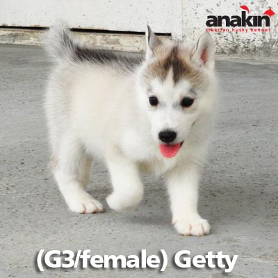 Anakin Siberians เปิดจอง ลูกสุนัข ไซบีเรียน ฮัสกี้ เพศเมีย สีเทา-ขาว และ ไลท์เรด เกรด Show Quality รูปที่ 1