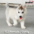 Anakin Siberians เปิดจอง ลูกสุนัข ไซบีเรียน ฮัสกี้ เพศเมีย สีเทา-ขาว และ ไลท์เรด เกรด Show Quality