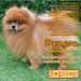 รูปย่อ " Dragon " พ่อพันธุ์ Pomeranian จาก Dogtown Bkk สีส้ม สายเลือดดี เปิดรับผสมแล้ววันนี้ รูปที่2