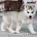 รูปย่อ Anakin Siberians เปิดจอง ลูกสุนัข ไซบีเรียน ฮัสกี้ เพศเมีย สีเทา-ขาว และ ไลท์เรด เกรด Show Quality รูปที่3