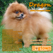 รูปย่อ " Dragon " พ่อพันธุ์ Pomeranian จาก Dogtown Bkk สีส้ม สายเลือดดี เปิดรับผสมแล้ววันนี้ รูปที่3