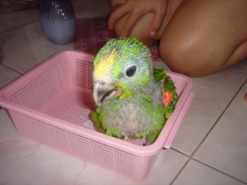 ขายลูกป้อนเกรย์ และลูกป้อนปานามา อเมซอน เชียงใหม่ รูปที่ 3