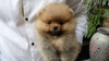 รูปย่อ ขณะนี้มีลูกสุนัขปอมเมอเรเนี่ยนจำหน่าย By Frozen's Pomeranians รูปที่4